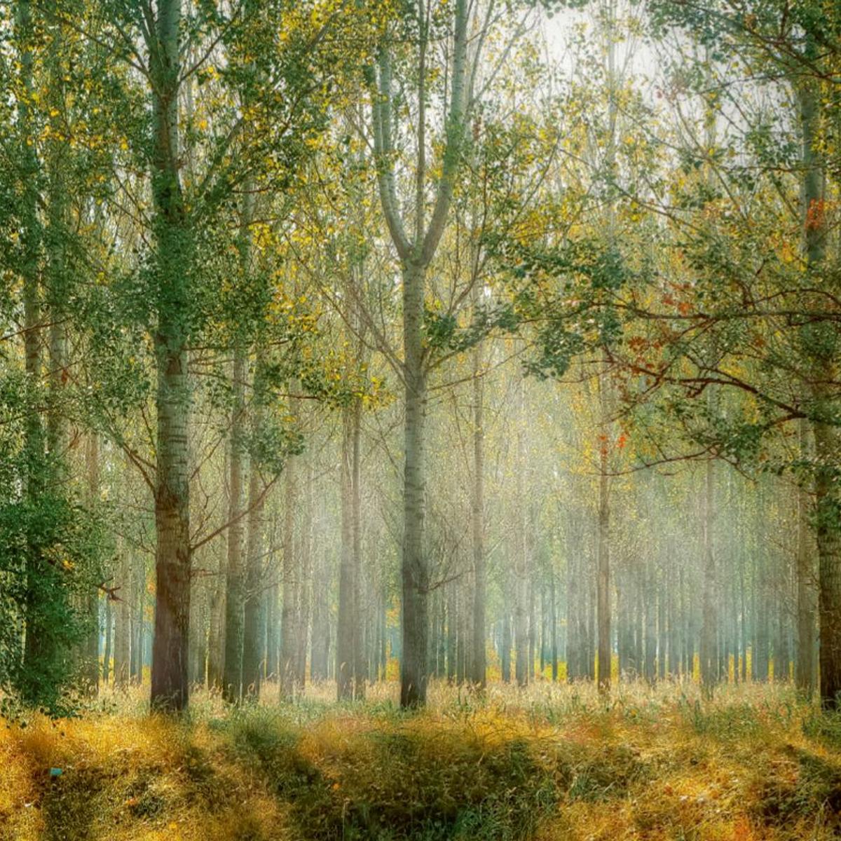 Wald (1870) - Camping-Markise, Sonnenblende